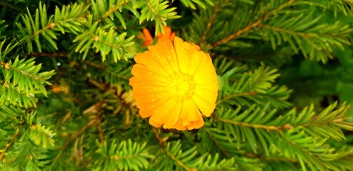 yellow autumn leaves