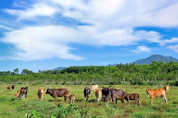 Fototapeta na wymiar Herd of cows grazing/ traditional livestock 