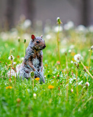 ardilla en el parque