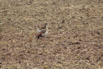 Nilgans auf dem Acker