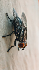 fly