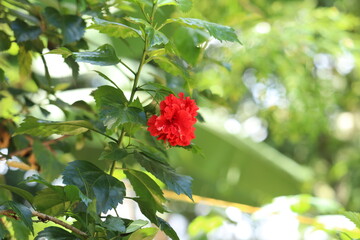Red hibiscus flower in the garden