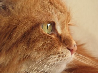 Portrait of red siberian cat with green eyes and dark spots on the nose