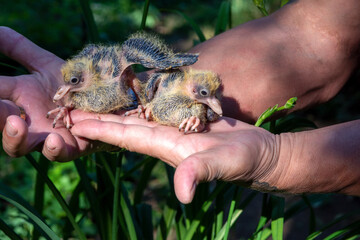 Two small pigeon Chicks sit on the hand. Breeding of domestic pigeons