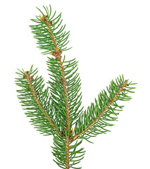 Branch of Christmas tree isolated on a white background. Fir tree branch.
