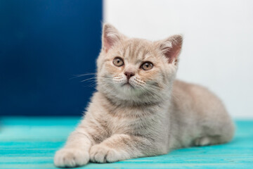 A beautiful British Shorthair kitten lying on the blue wooden floor. Peach beige color