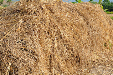 Rice straw after harvest, To grow vegetables & livestock