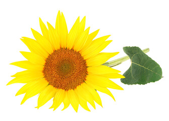 Obraz premium Sunflower with leaves isolated on a white background