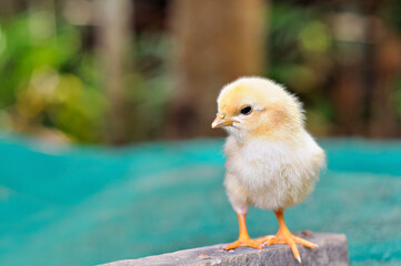 little chick standing on wooden in farm, selective focus