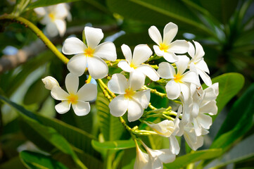 Obraz na płótnie Canvas White frangipani flower bloom on the tree
