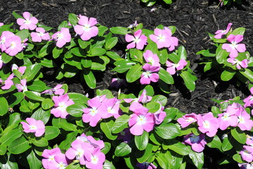 Naklejka premium Full frame of pink colored flowers