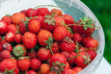Fresh strawberry berries close-up. Garden berry. Summer harvest. Tasty juicy and healthy summer berries
