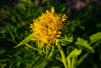 Beautiful inflorescence of the golden root.
Golden Root Medicinal Plant Flower
Crassulaceae family. Rhodiola rosea in the form of tea is used to relieve fatigue, overwork,
