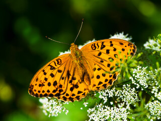 Fototapeta na wymiar Bright orange large mother of pearl butterfly sitting on a white flower against blurred green grass