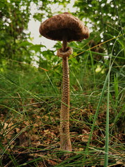 Czubajka kite (Macrolepiota procera) edible mushroom in the forest.