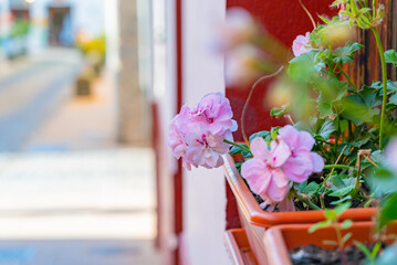 Closeup of street flowers and sidewalk on a street in Garachico, Tenerife, Canary islands, Spain.