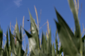Obraz premium drone flying on the corn field, biological treatment with aircraft