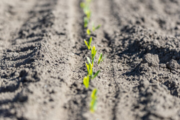 corn plants just sprung from the ground 