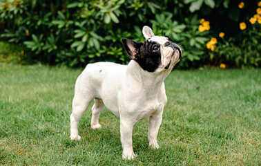 French Bulldog: standing2