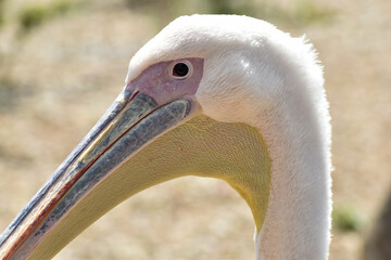 Kolorowa głowa pelikana na rozmytym tle. - obrazy, fototapety, plakaty