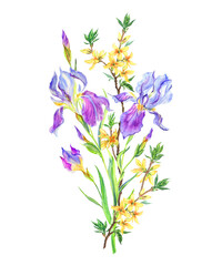 Bouquet with irises and forsythia, watercolor painting on a white background. isolated. Floral illustration for postcards, posters, tableware decor and other designs.