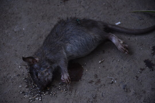 mice die on the highway
