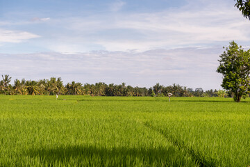 Lush tropical rice fields