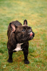 French Bulldog: Tongue out
