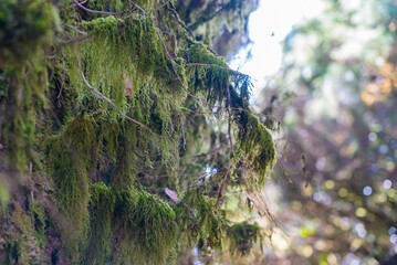 Moss wall closeup of road carved in the rock near Pico Del Ingles, Anaga, Tenerife, Spain