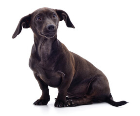 One black dachshund.