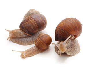 Big snails with small snail.