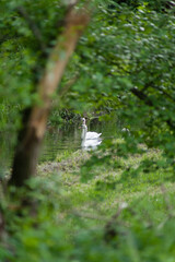 Selective focus shot of white swans swimming in a pond in the forest