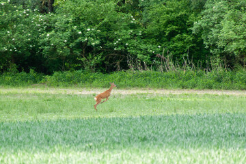 Brown deer running in a beautiful green grassland