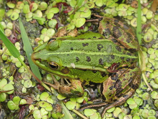 Pool frog (Pelophylax lessonae) - green frog in the duckweed, Gdansk, Poland
