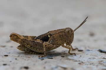 Locust Macro photo. Insect (lat. Dociostaurus moroccanus) close-up. The body structure of the locust. The texture of the surface of the insect. Gray-brown locust. Pest of crops. Gray grasshopper.Bokeh