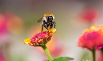 Close up view of a bee gathering nectar on a yellow and pink flower. Isolated on a nice blurred bokeh background. © Tommy Larey