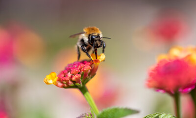 Close up view of a bee gathering nectar on a yellow and pink flower. Isolated on a nice blurred bokeh background.
