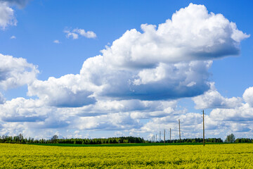 landscape with flowering fields, wooden power transmission poles and blue sky with white clouds