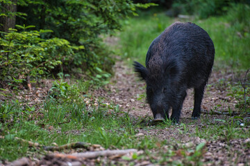 Wildschwein im Wald