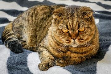 closeup portrait of a serious adult scottish fold cat