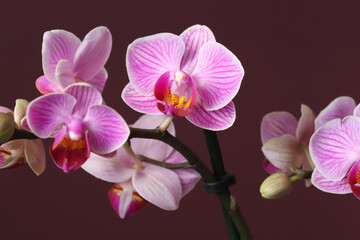Obraz na płótnie Canvas Orchid flower