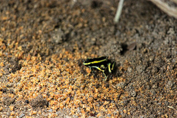 Yellow banded poison dart frog (Dendrobates Leucomelas) a poisonous animal from the tropical Amazon jungle of Leticia in Colombia