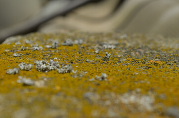 sunflower seeds macro