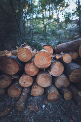 Lumberjack pine logs cut and stacked in forest along river for lumber industry and construction
