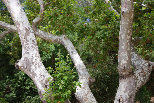 Close-up view of the foliage and big trunk and branches of a large sycamore tree in the coastal California woodlands