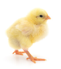 Small yellow chicken