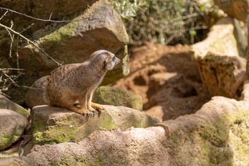 The meerkat watches anxiously.