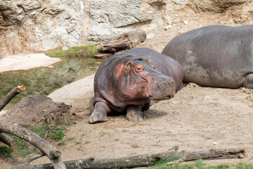 Animals - resting hippo.