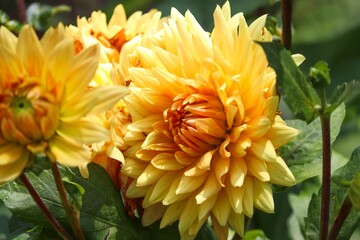 Blüten einer gelben Dahlie