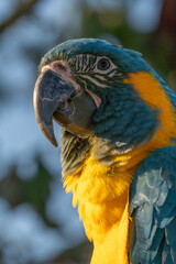 Portrait colorful Macaw parrot on a branch. This is a bird that is domesticated and raised in the home as a friend